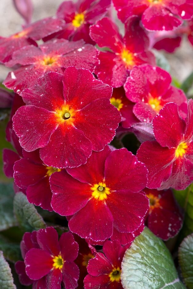 <em>Primula</em> 'Gareth' (Pr/Poly)