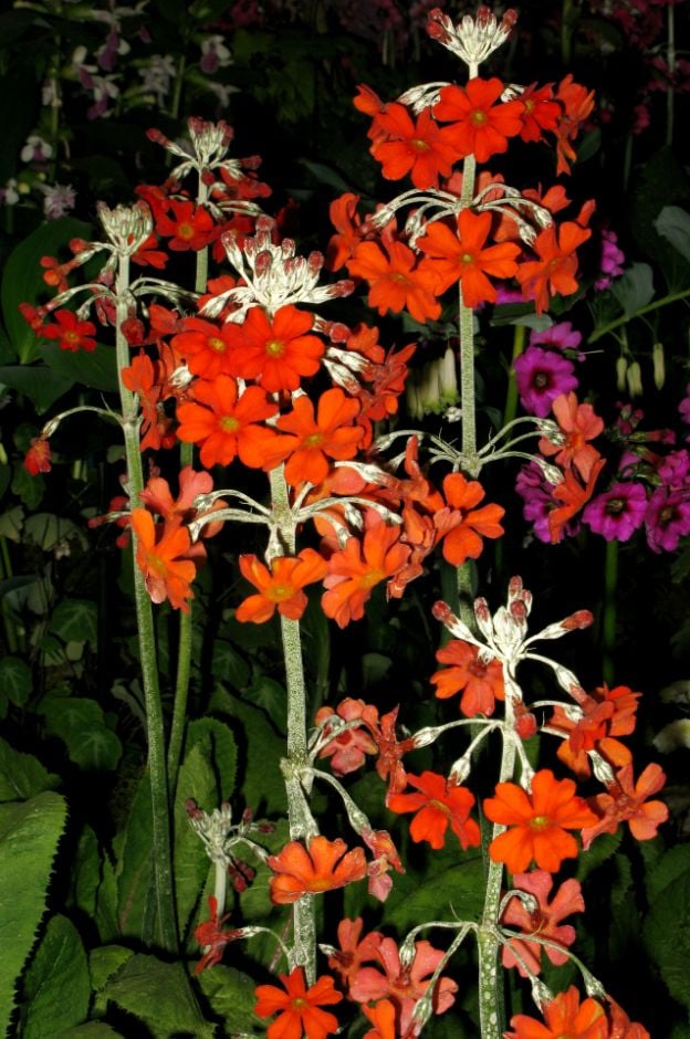 candelabra primula 'Inverewe'