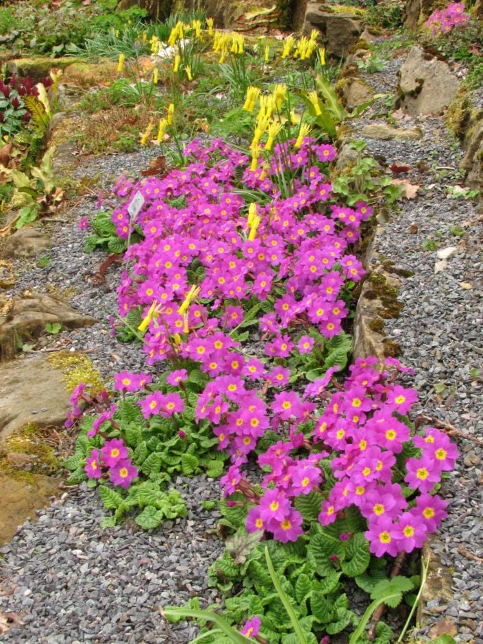 primula 'Theodora'