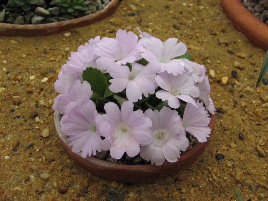 Allioni's primrose 'Anna Griffith'