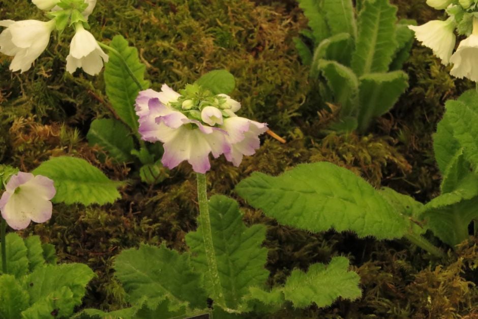 <em>Primula</em> <em>reidii</em> var. <em>williamsii</em> (So)