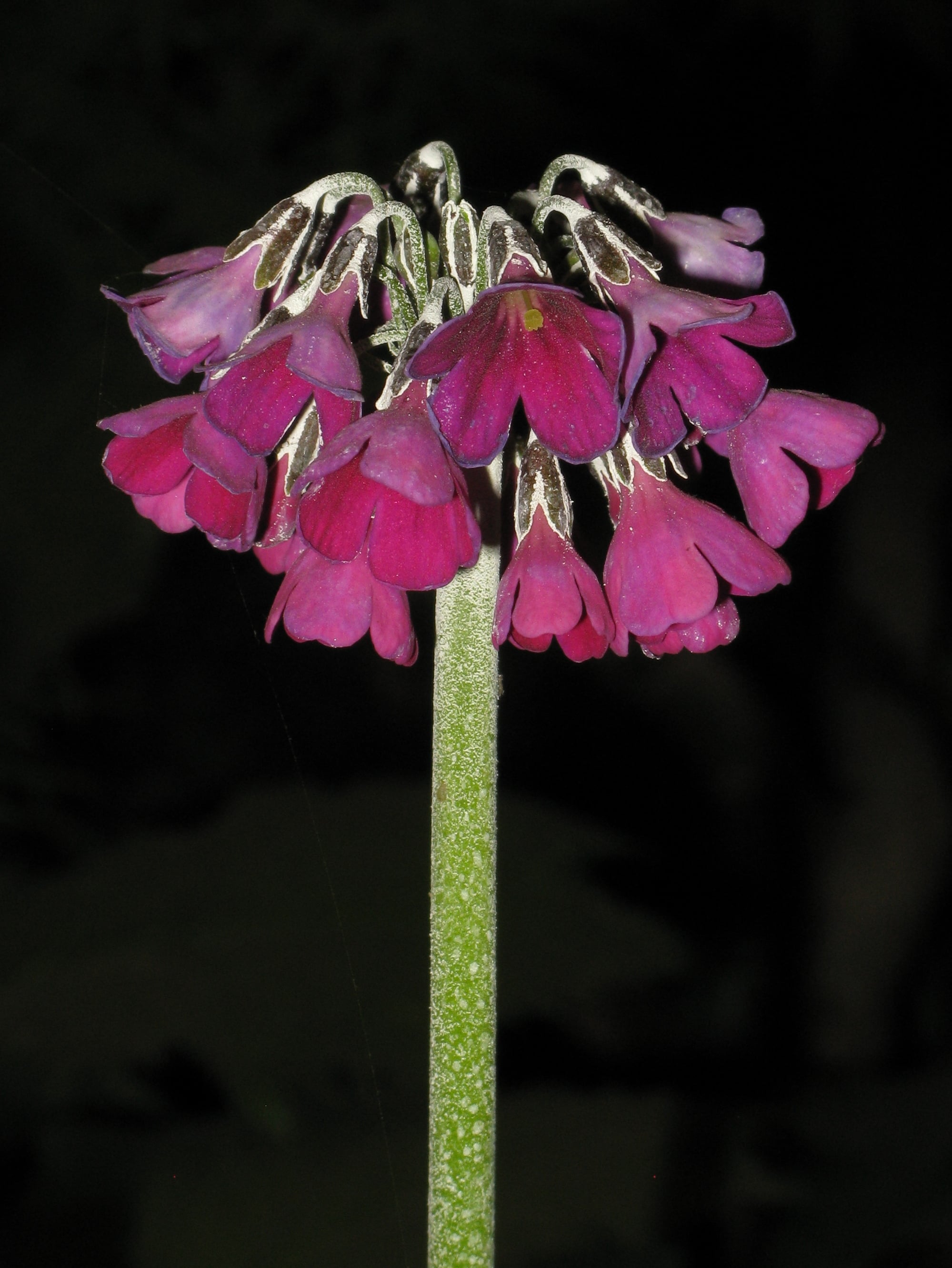 secund-flowered primrose