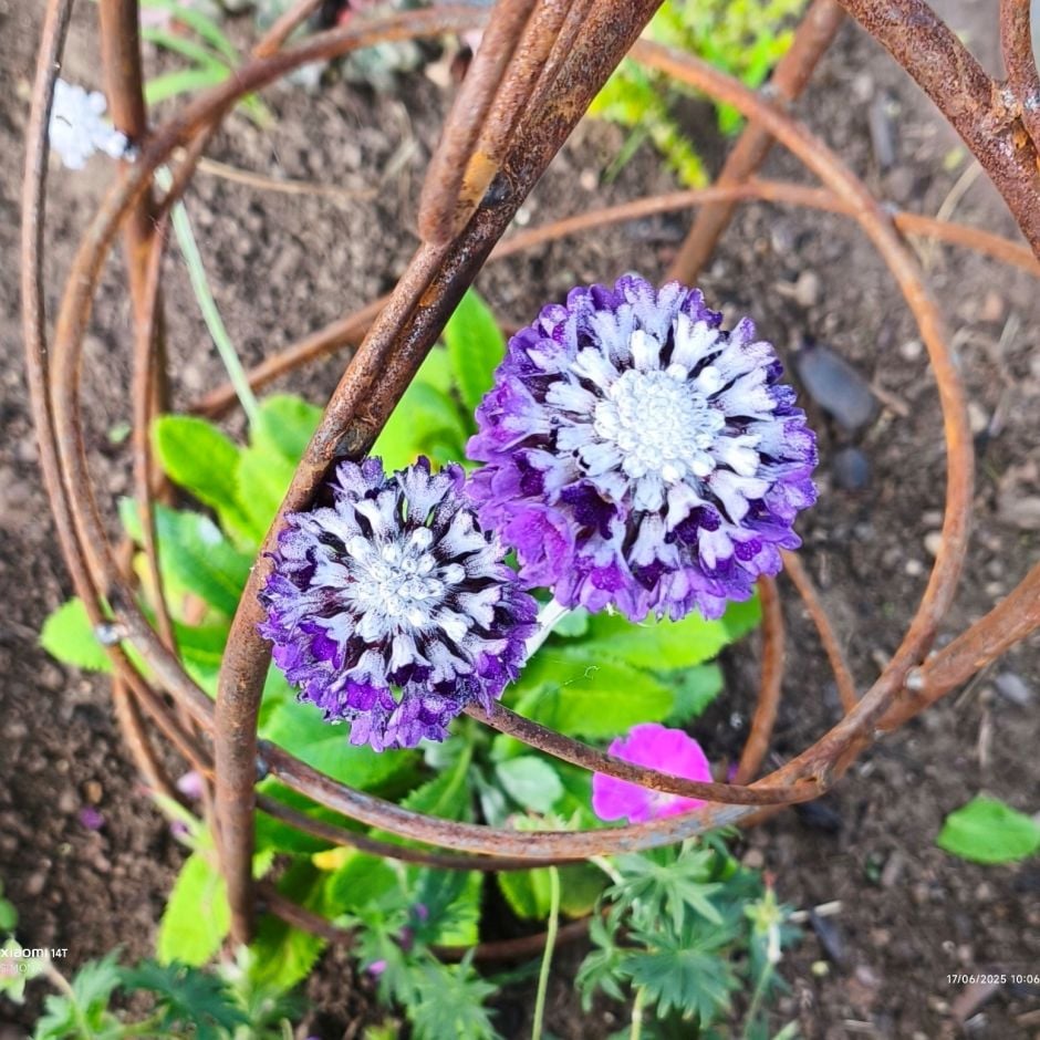 round-headed Himalayan primrose 'Noverna Deep Blue'