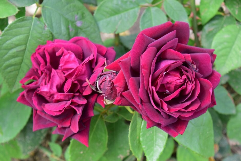 rose 'Prince Camille de Rohan'
