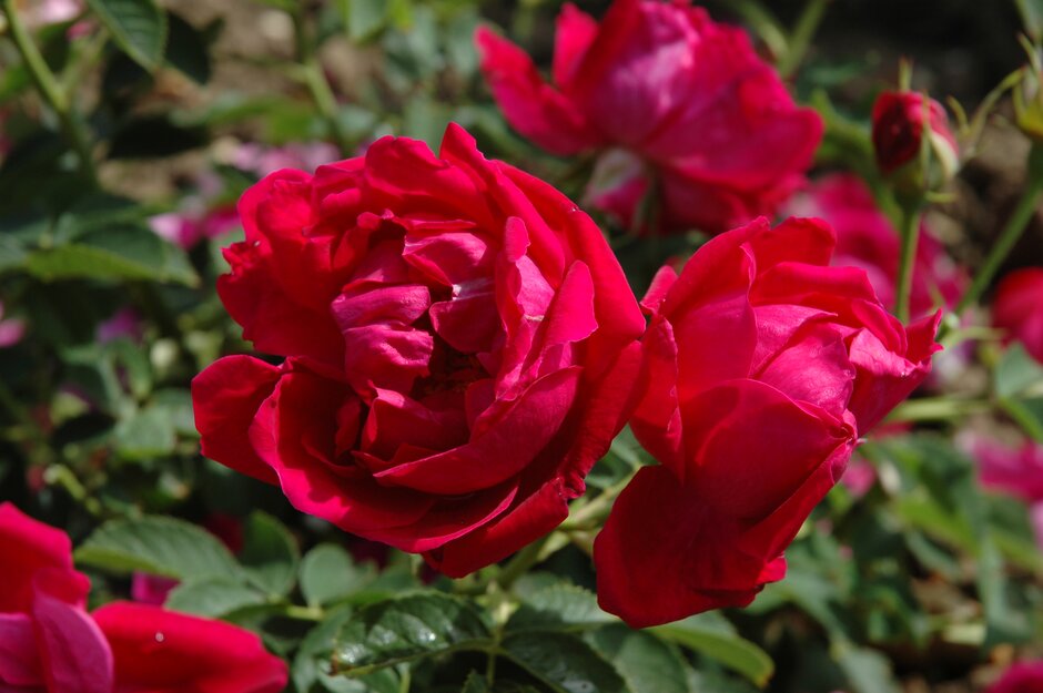 rose 'Prince Charles'
