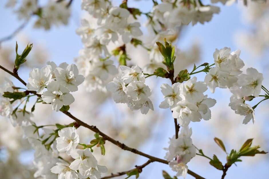 cherry 'Jō-nioi'