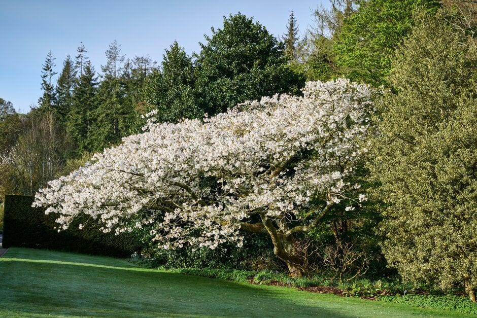 cherry 'Jō-nioi'