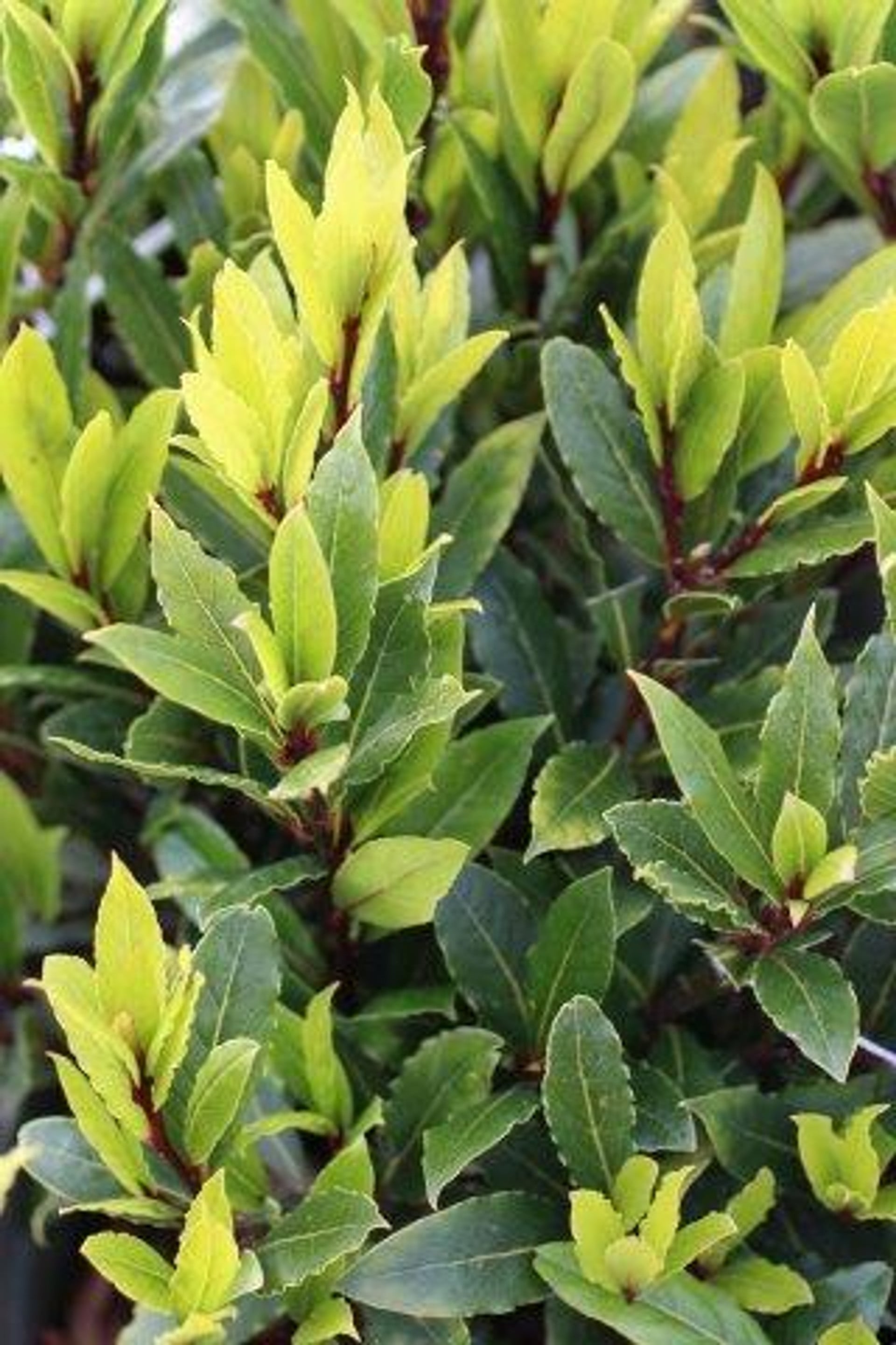 <em>Laurus</em> <em>nobilis</em> <span style="font-variant: small-caps;">Little Ragu</span> ('Monrik')