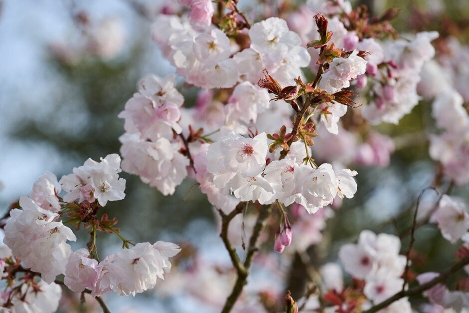 cherry 'Matsumae-fuki'
