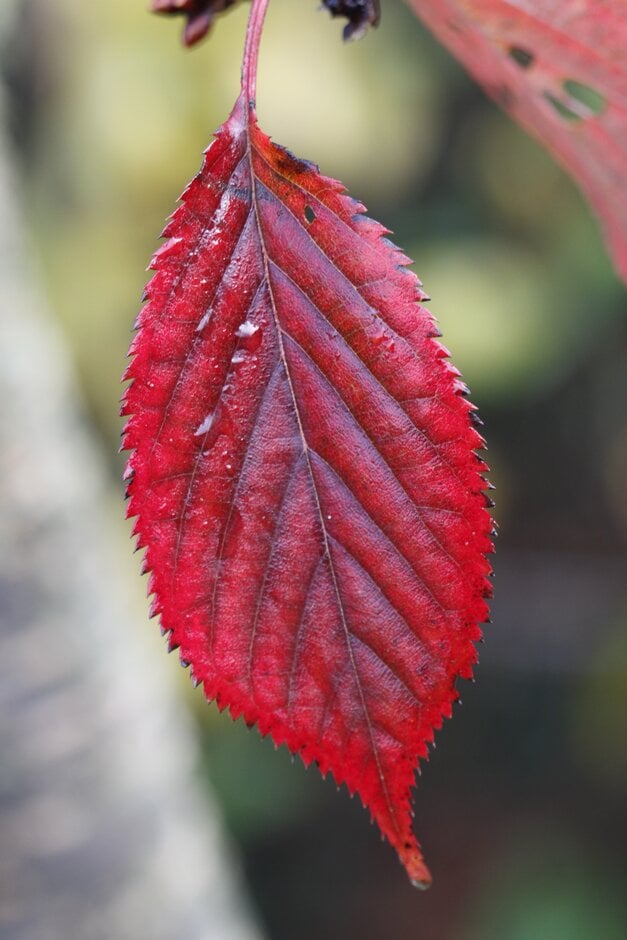 cherry 'Matsumae-hayazaki'