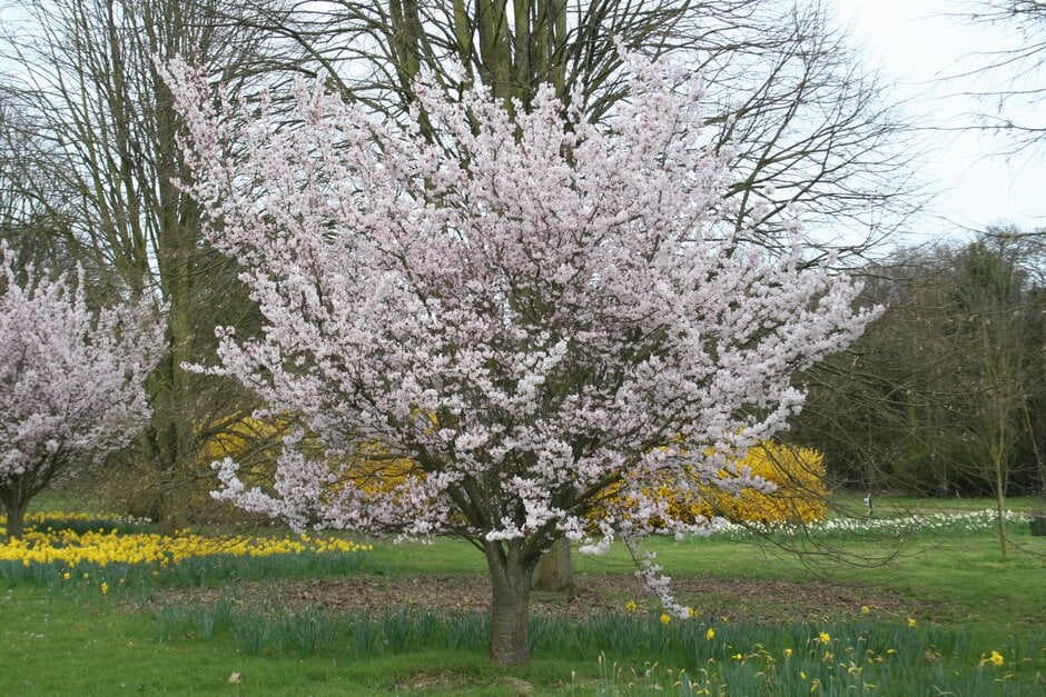 cherry 'Pandora'