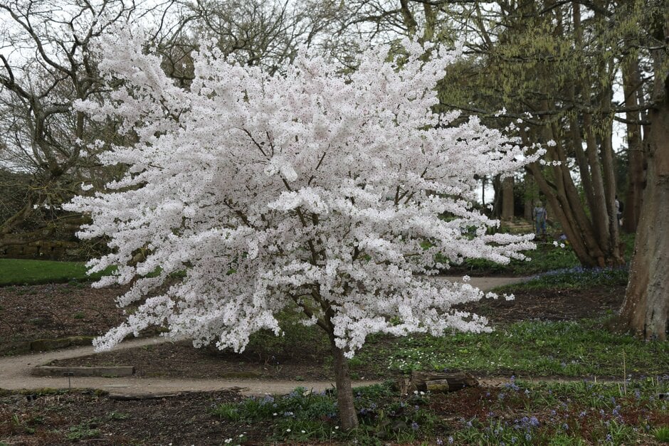 cherry 'The Bride'