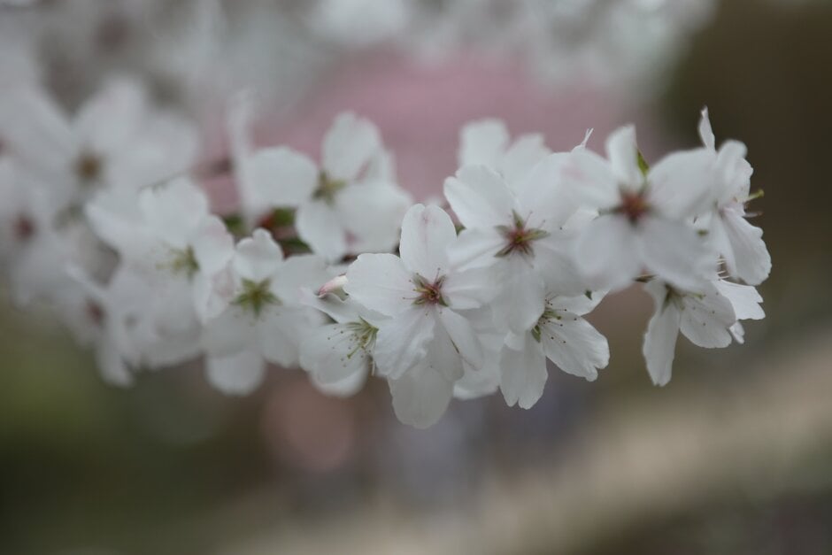cherry 'The Bride'