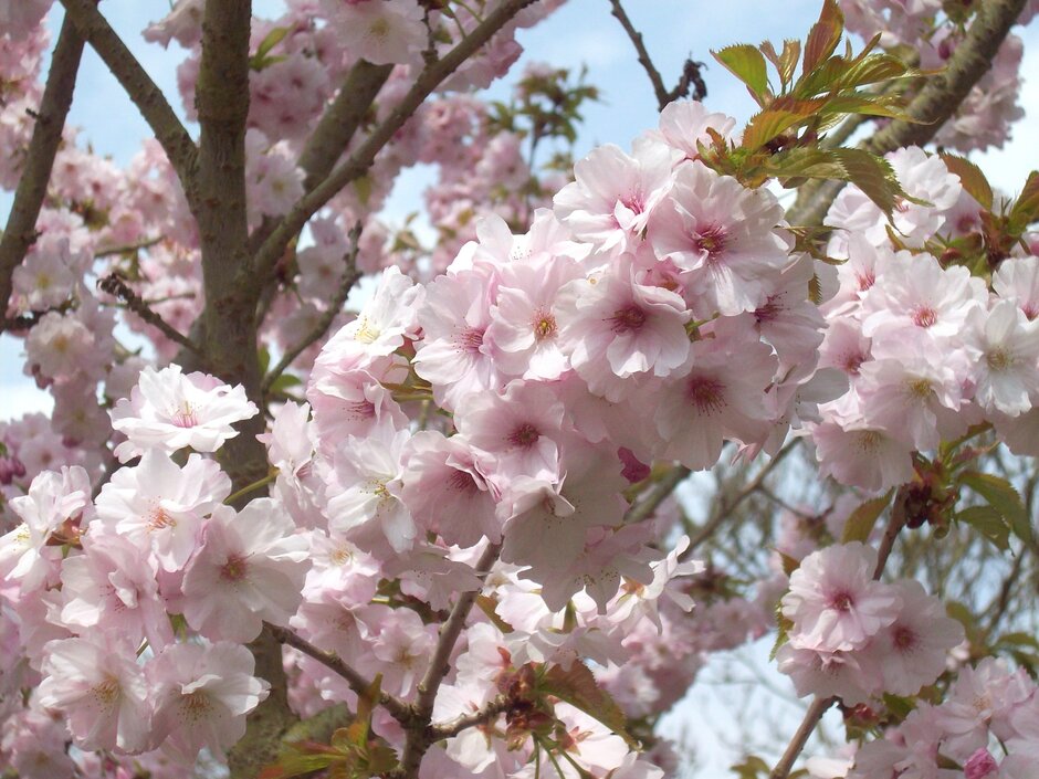 cherry 'Matsumae-hayazaki'