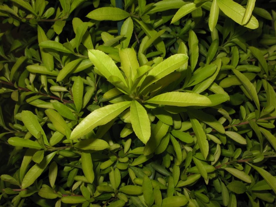 firethorn 'Golden Paradise'