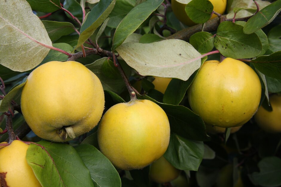 Cydonia oblonga &Serbian Gold& (F) | quince &Serbian Gold& Trees/RHS ...