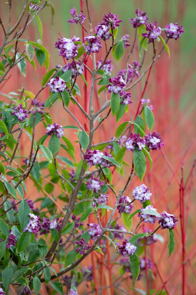 daphne 'Limpsfield'
