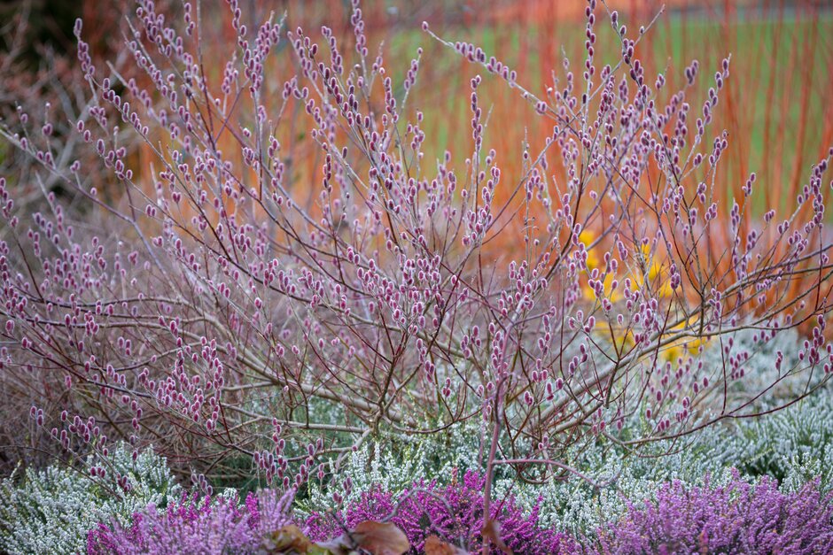 willow 'Mount Aso'