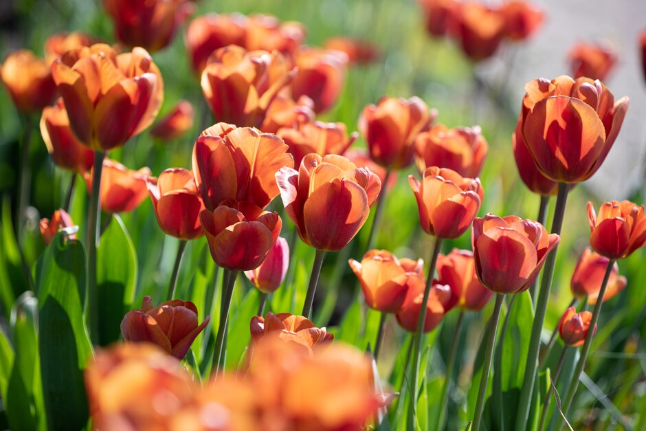 tulip 'Brown Sugar'