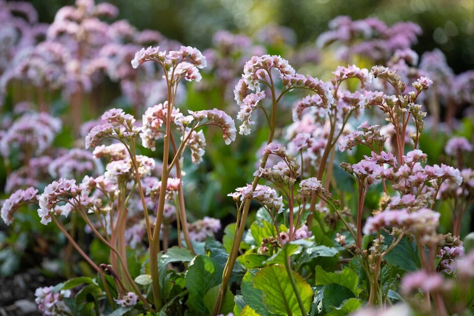 elephant's ears 'Schneekoenigin'