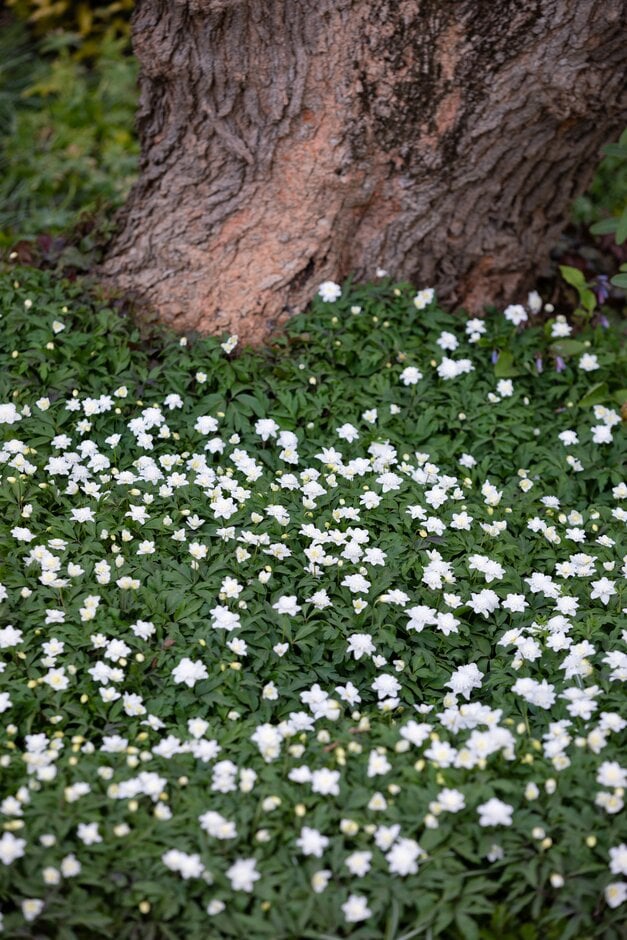 wood anemone 'Flore Pleno'