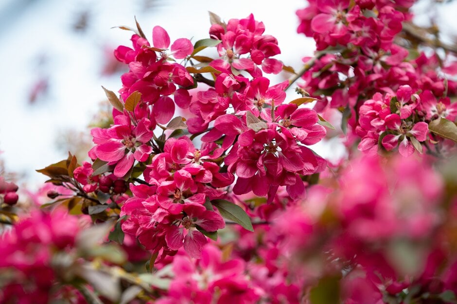 crab apple 'Almey'