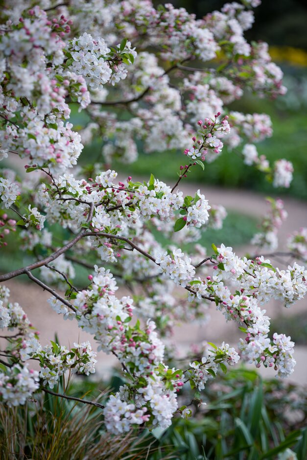 crab apple 'Evereste'