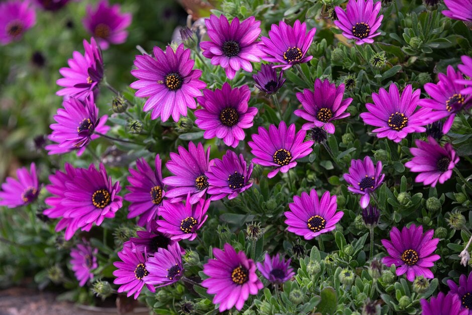 African daisy 'Nairobi Purple'
