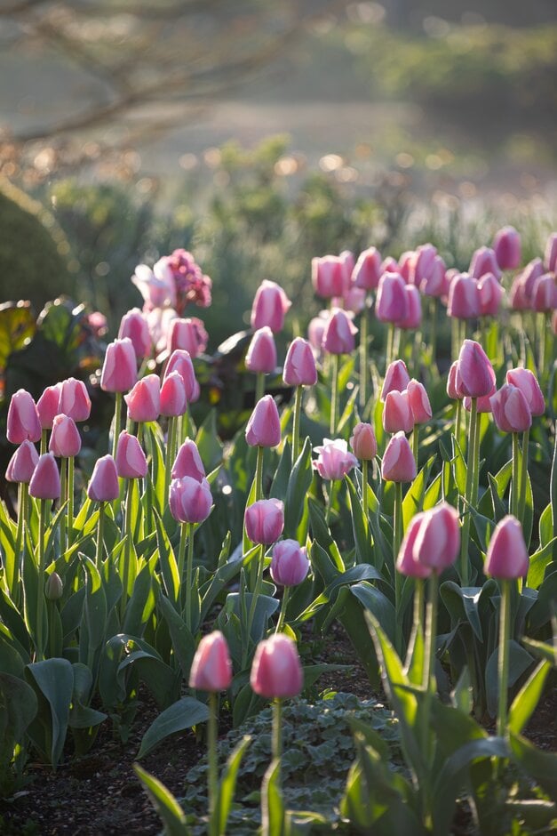 tulip 'Ollioules'