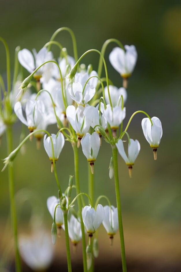 white-flowered American cowslip