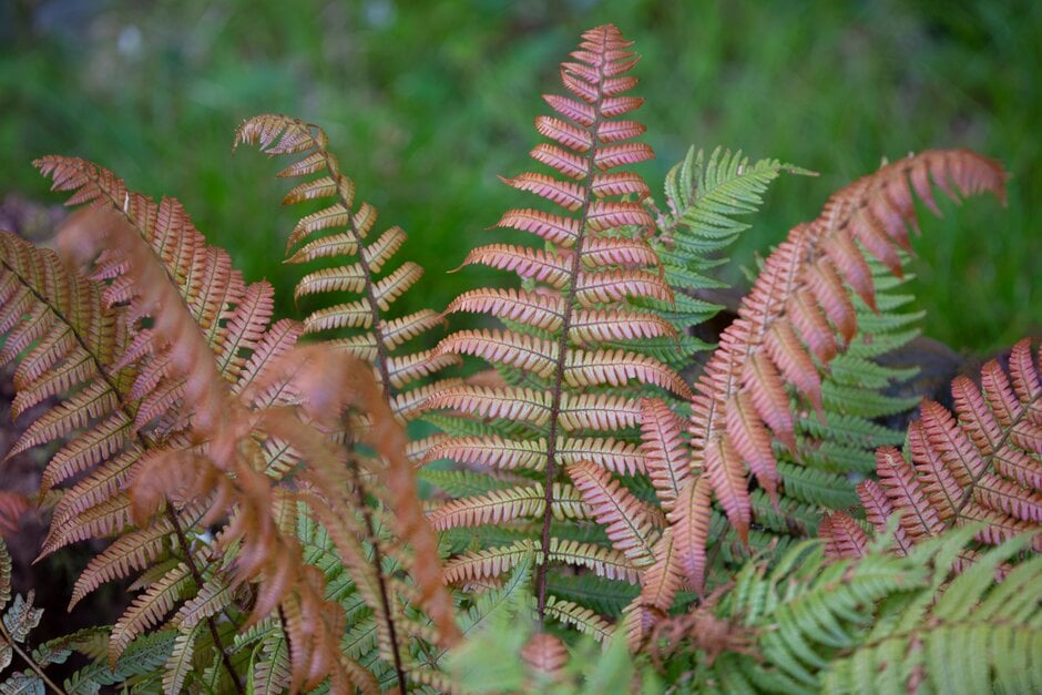 sunset fern