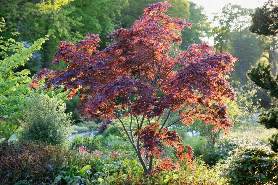 maple 'Oriental Glory'