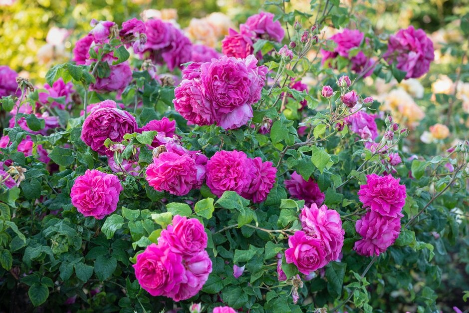 rose [Young Lycidas]