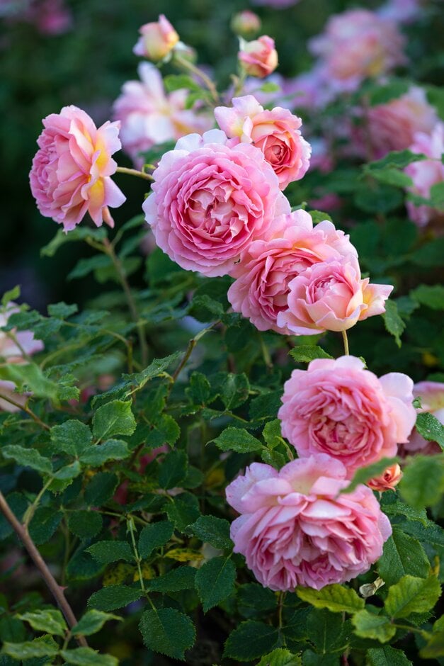 rose [Jubilee Celebration]