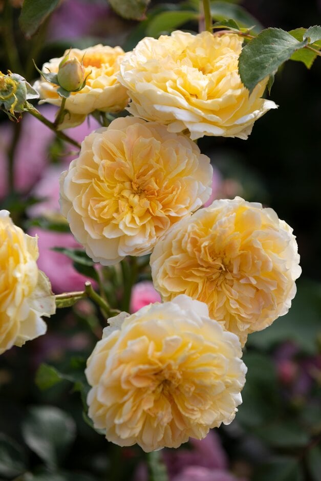 rose [Molineux]