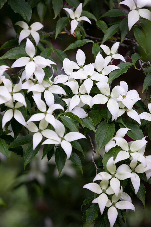silky dogwood