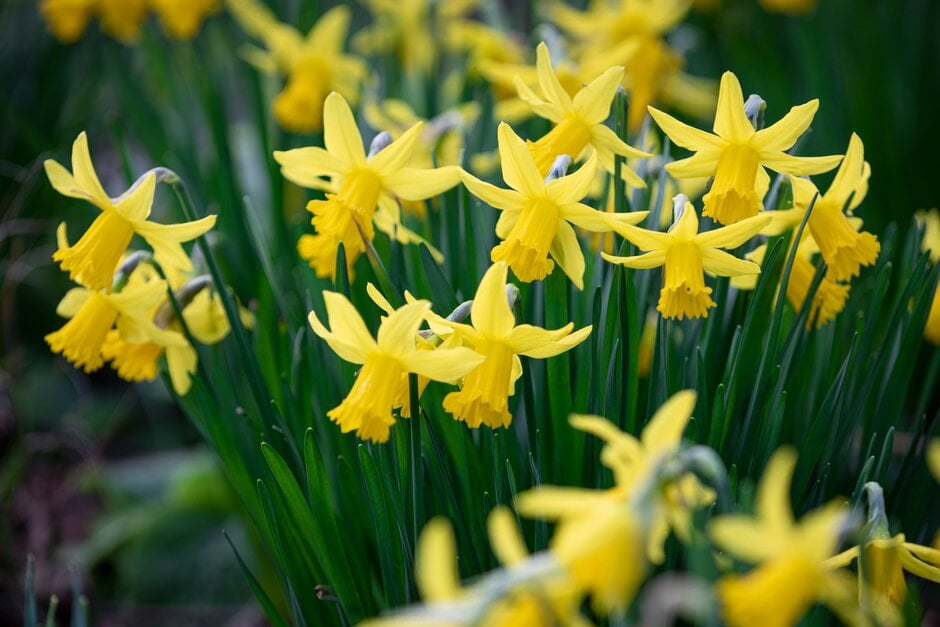 daffodil 'Peeping Tom'