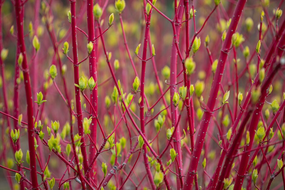Siberian dogwood