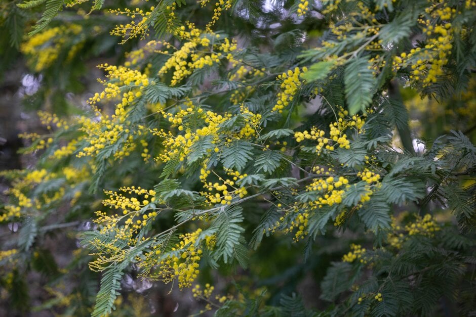 blue wattle