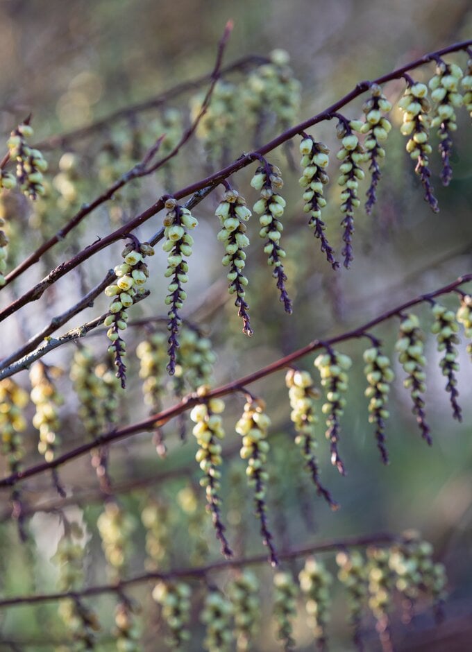 stachyurus 'Rubriflorus'