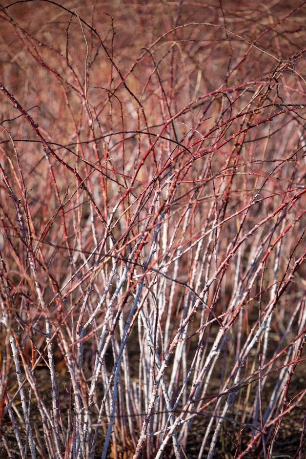 white-stemmed bramble