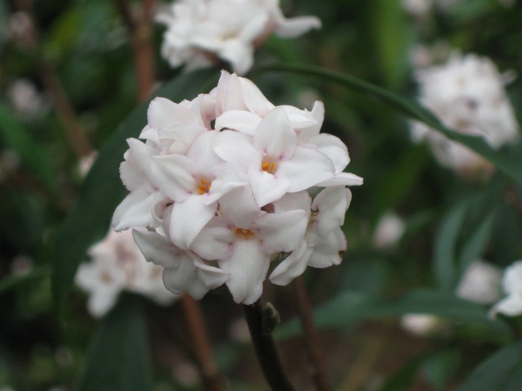 daphne 'Spring Herald'