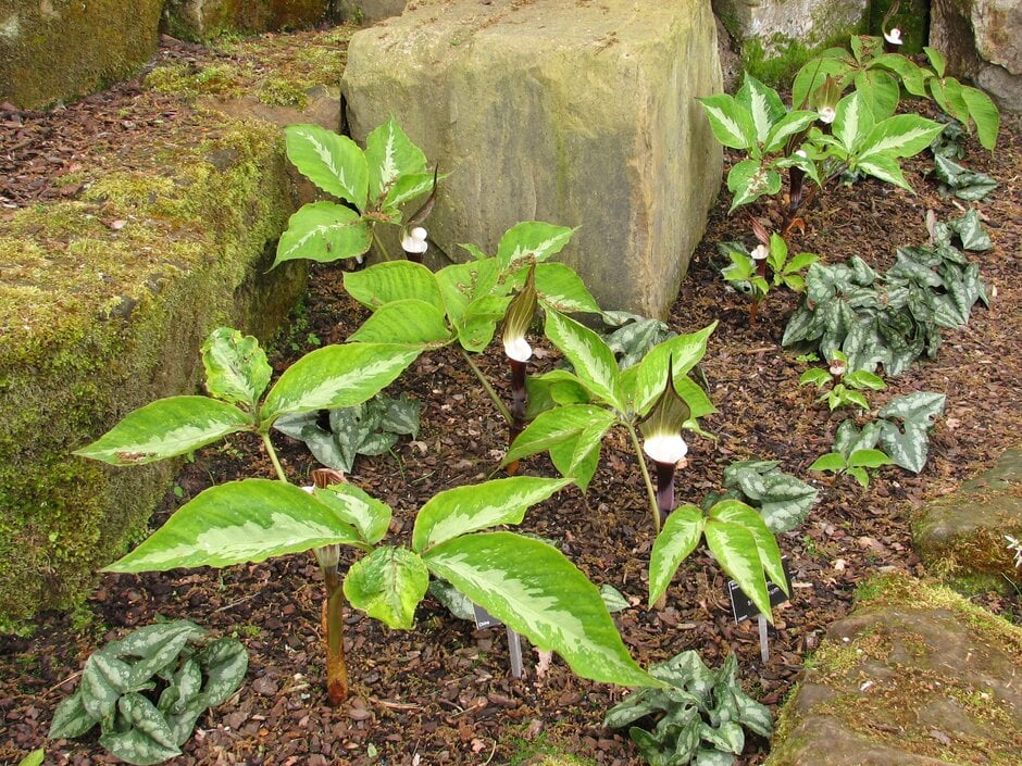 Japanese cobra lily