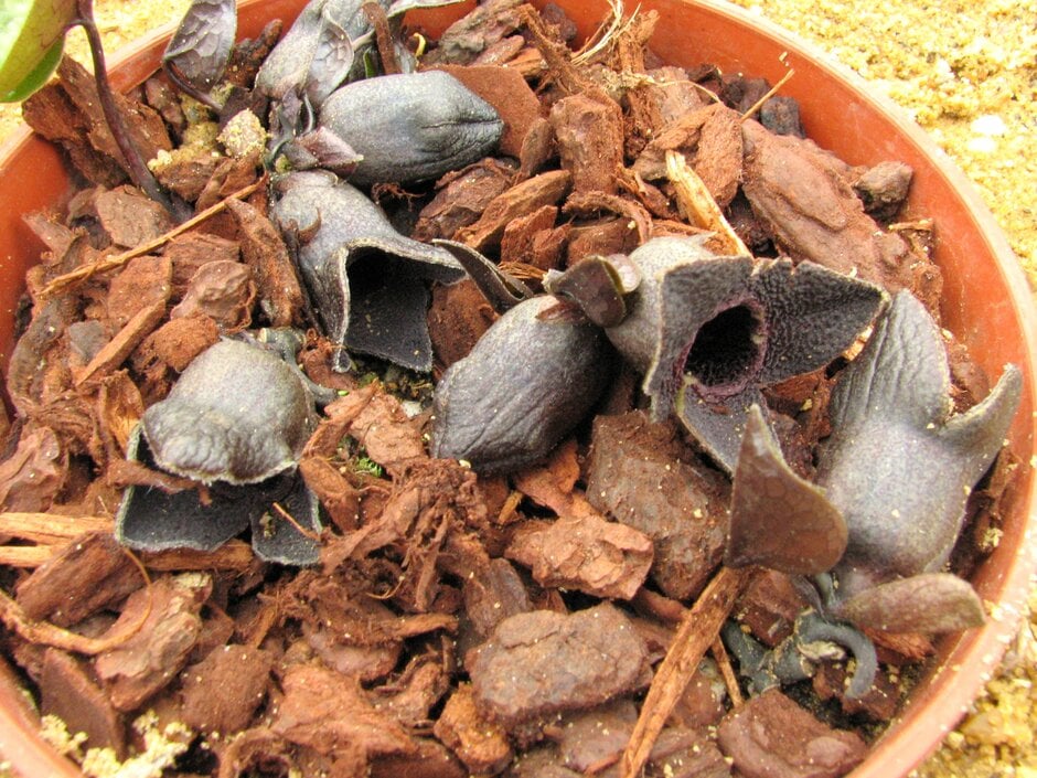<i>Asarum</i> <i>sakawanum</i>