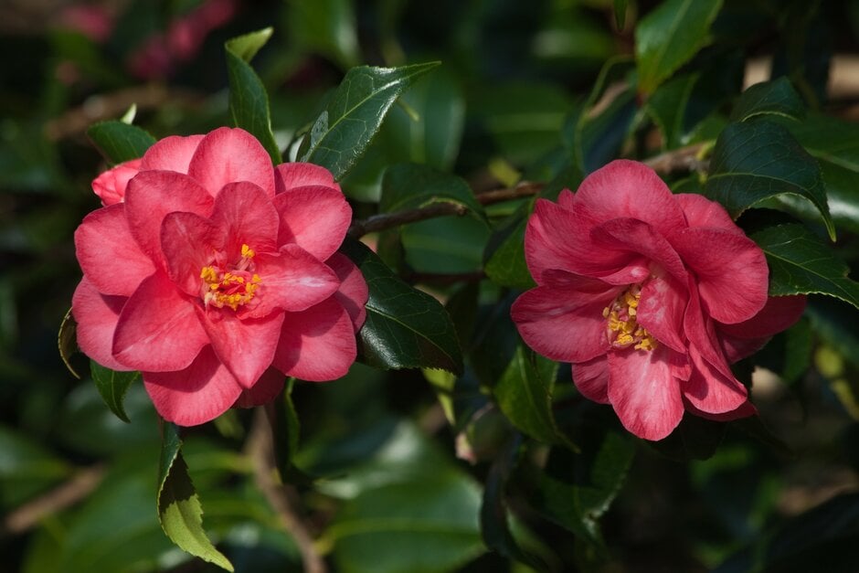 Camellia japonica 'Lady Vansittart'|camellia 'Lady Vansittart'/RHS Gardening