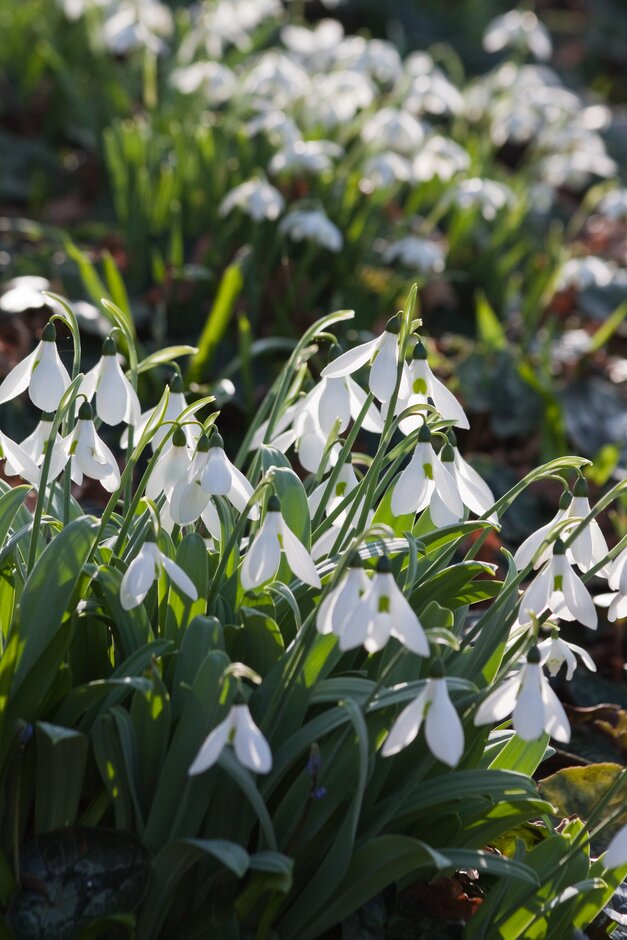 snowdrop 'James Backhouse'