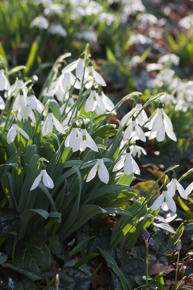 snowdrop 'James Backhouse'