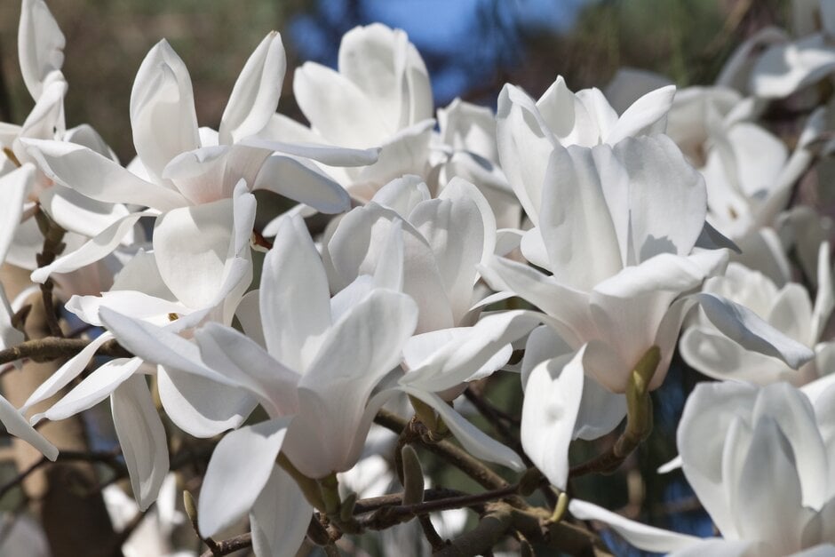 magnolia 'Columbus'