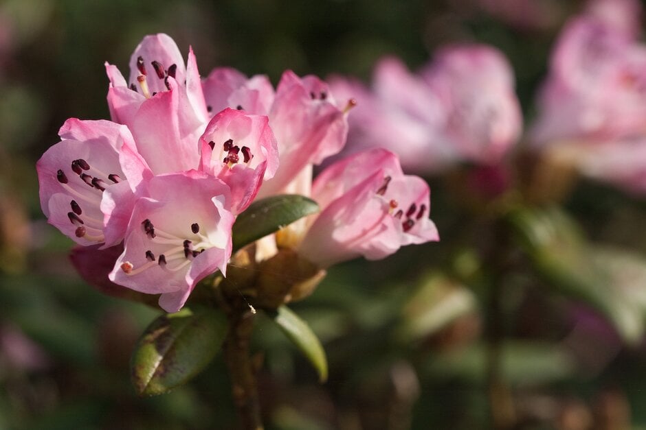 rhododendron 'Hinomayo'