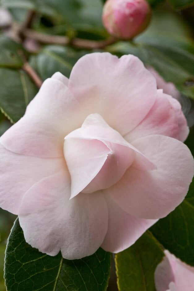 camellia 'Barbara Clark'